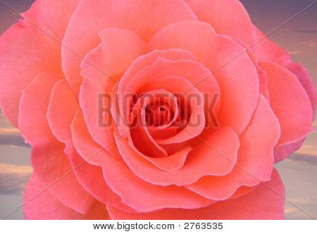 Rose et ciel