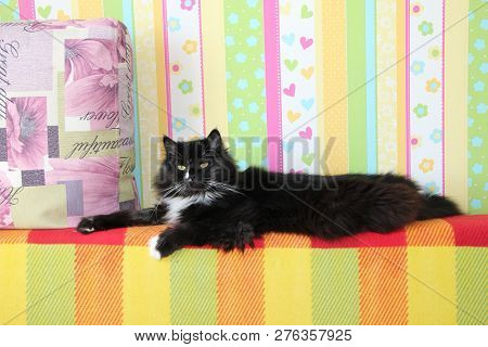 Lazy Black Cat Laying On Colored Back Of Sofa. Black And White Cat Laying On Back Of Sofa With Color