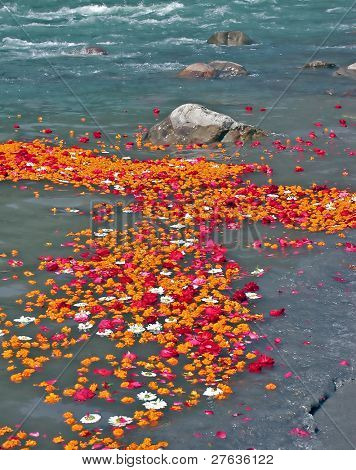 Petali di rosa presso il fiume Gange in India