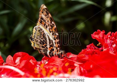 Brown Butterfly Eating On The Red Lilies