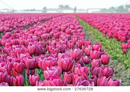 Felt af tulipaner klar til eksport i Holland Holland