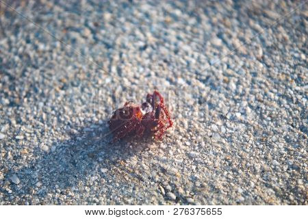 Red Hairy Spider