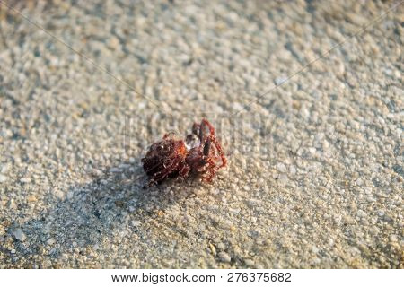 Red Hairy Spider