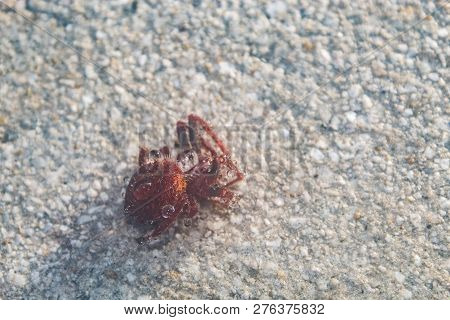 Red Hairy Spider