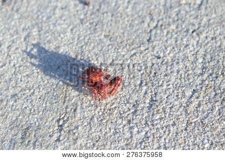 Red Hairy Spider