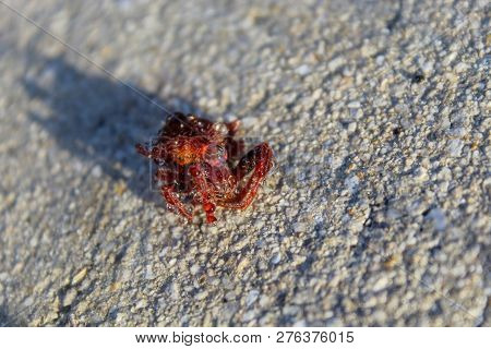 Red Hairy Spider