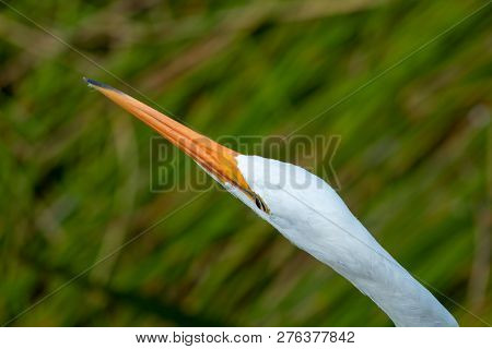 Tall White Egret Inn The Swamp