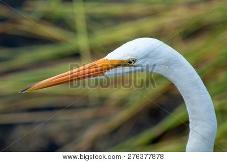 Tall White Egret Inn The Swamp