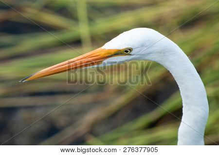 Tall White Egret Inn The Swamp