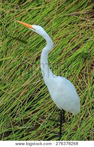 Tall White Egret Inn The Swamp