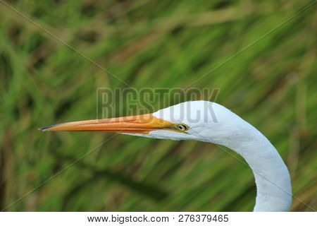 Tall White Egret Inn The Swamp