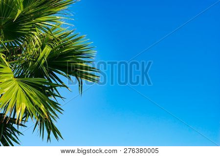 The Tops Of The Palm Trees With Fan Shaped Leaves On A Clear Blue Sky