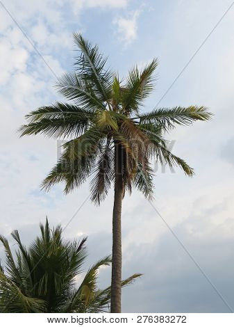 Anyer, Indonesia - June 24, 2018: Background Of Palm Trees At Sambolo Beach Anyer.