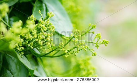 Ceylon Spinach Or Malabar Spinach Plant Growing In Organic Vegetable Garden Ready For Harvest