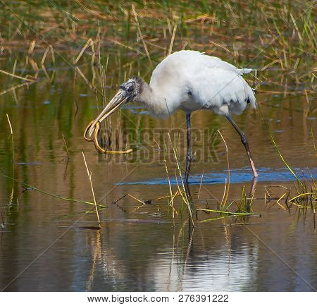 Juvenile wood stork catching a squirming striped crayfish snake in a Florida swamp.