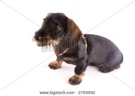 Piccoli cuccioli