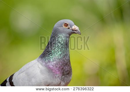 Close Up Face Of Male Speed Racing Pigeon Against Green Blur Background