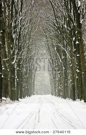 Arbres enneigés dans la forêt aux pays-bas