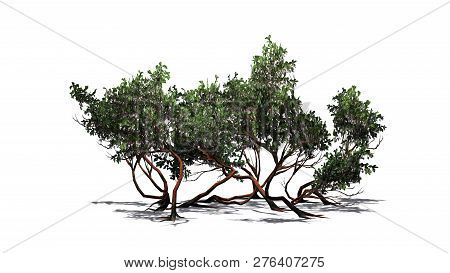 Greenleaf Manzanita Shrub With Shadow - Isolated On White Background - 3d Illustration