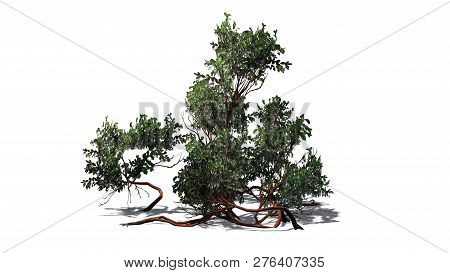 Greenleaf Manzanita Shrub With Shadow - Isolated On White Background - 3d Illustration