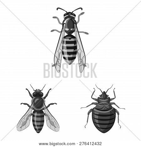 Vector Illustration Of Insect And Fly Icon. Collection Of Insect And Element Vector Icon For Stock.