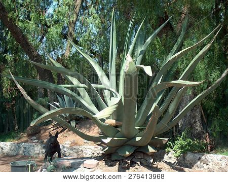 Big Agava  Plant In Mexico Central America