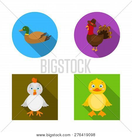 Vector Illustration Of Funny And Poultry Symbol. Collection Of Funny And Farming Vector Icon For Sto