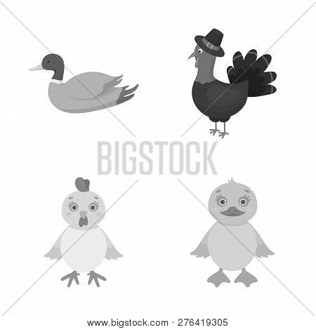 Isolated Object Of Funny And Poultry Sign. Collection Of Funny And Farming Stock Vector Illustration