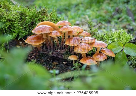 Edible Mushrooms Known As Enokitake, Golden Needle Or Winter Mushrooms - Flammulina Velutipes