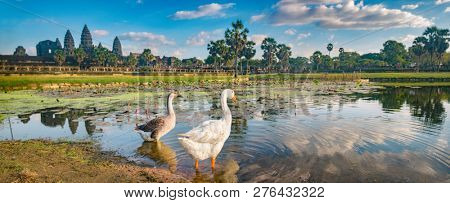 Angkor Wat temple reflecting in water of  Lotus pond at sunset. Ducks on the foreground.Siem Reap. Cambodia. Panorama