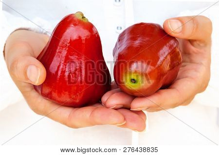 Rose Apples Or Chomphu In Woman Hands . Thailand Apple Fruit Concept.
