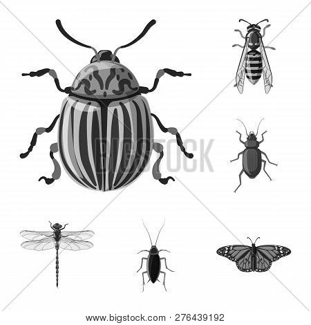 Vector Illustration Of Insect And Fly Sign. Collection Of Insect And Element Stock Vector Illustrati