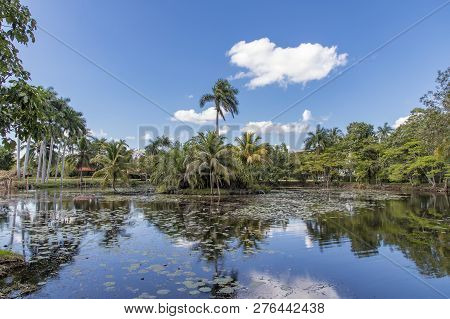 Beautiful Day View Of Palms And Lake Near Criadero De Cocodrilos, Cuba