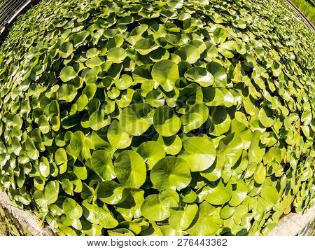 Duckweed (lemnoideae) In A Pond In The Sunny Day, Fisheye Image