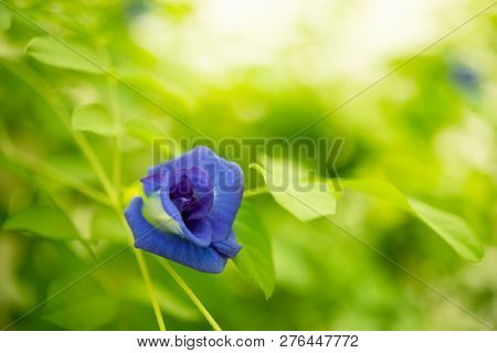 Blue butterfly pea flowers tree plant close up.