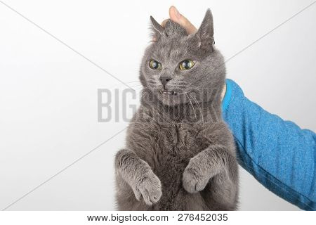 The Grey Cat Is Held By The Man's Hand By The Scruff