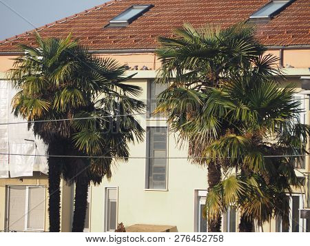 Palm Tree (arecaceae) Tree In Mediterranean Country In Southern Europe