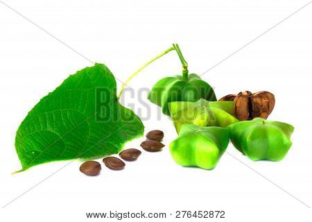 Sacha Inchi, Fresh Capsule Seeds Fruit Of Sacha-inchi Peanut