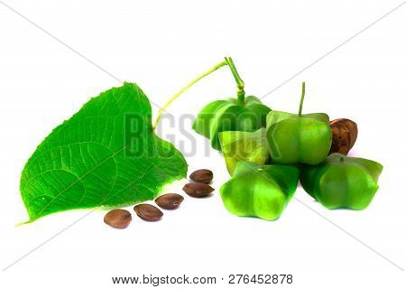 Sacha Inchi, Fresh Capsule Seeds Fruit Of Sacha-inchi Peanut
