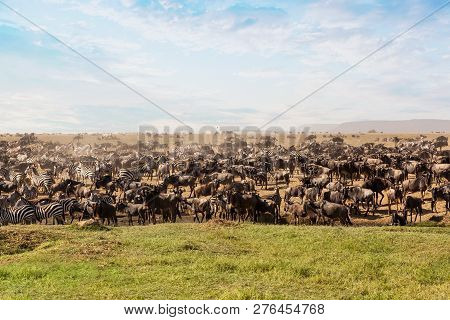 Large Group Of African Safari Animals In Serengeti National Park, Tanzania, Africa.