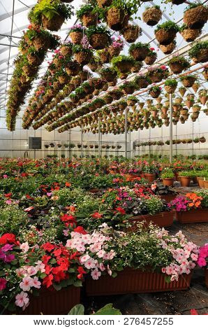 Interior Shot Of Greenhouse Iin The Growing Season