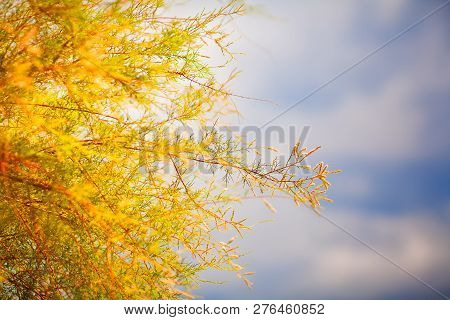 Crimean Peninsula. In The Frame Of A Bush With Small Leaves Against The Sky. Picture Aken In Ukraine