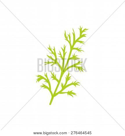 Dill Species Herb Closeup Icon. Twig Of Anethum Graveolens Branch With Thin Leaves Used In Cooking O