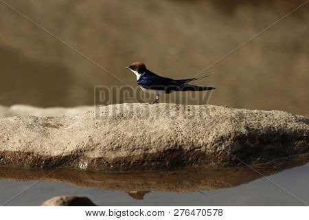 Wire-tailed Swallow (hirundo Smithii)
