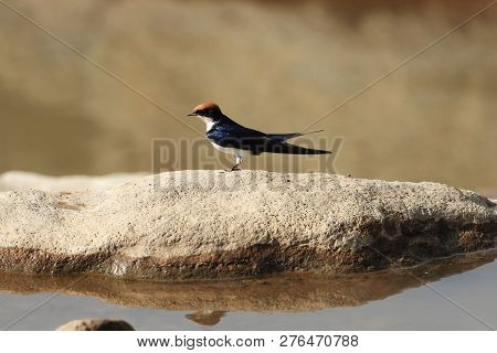 Wire-tailed Swallow (hirundo Smithii)