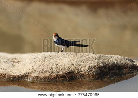 Wire-tailed Swallow (hirundo Smithii)