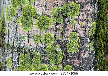 Background With Green Lichen On Tree Bark. Xanthoria Parietina Turned Green By Lack Of Sunlight In W