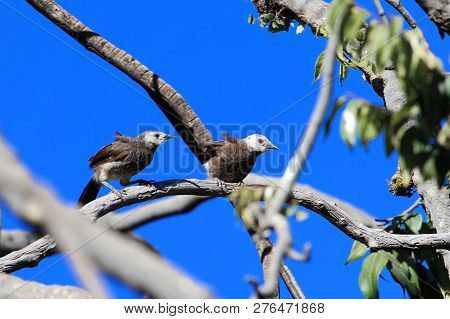 Pair Of White Rumped Babblers (turdoides Hypoleuca) On A Brunch