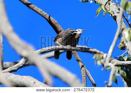 Pair Of White Rumped Babblers (turdoides Hypoleuca) On A Brunch