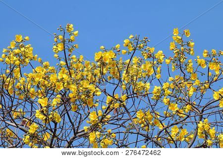 Yellow Cotton Flower Tree Flowers On Sky Blue Background (scientific Name : Cochlospermum Regium), Y